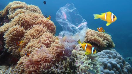 Plastic bag in ocean